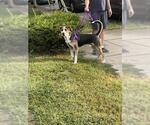 Small Treeing Walker Coonhound Mix
