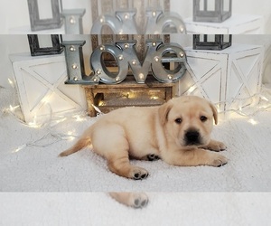 Labrador Retriever Puppy for sale in COLLEGE STA, TX, USA