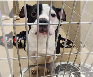 American Pit Bull Terrier Dogs for adoption in Decatur, IL, USA
