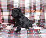 Small Photo #4 Goldendoodle Puppy For Sale in NORTH LIBERTY, IN, USA