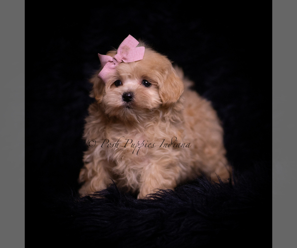 Medium Photo #4 Maltipoo (Miniature) Puppy For Sale in WARSAW, IN, USA