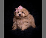 Small #3 Maltipoo (Miniature)