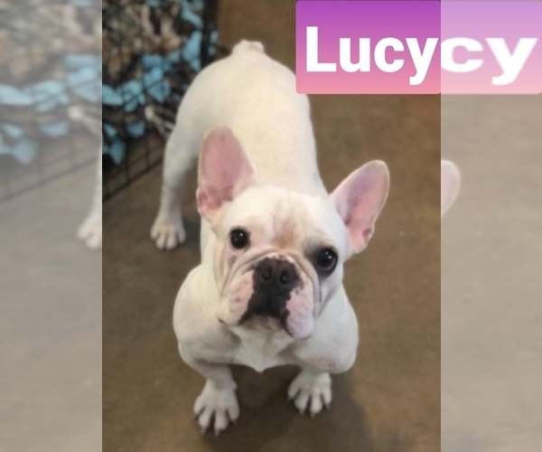 Medium Photo #1 French Bulldog Puppy For Sale in CROWLEY, TX, USA