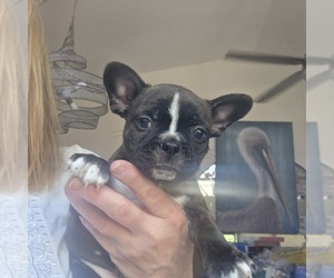 Faux Frenchbo Bulldog Puppy for Sale in FT MYERS, Florida USA
