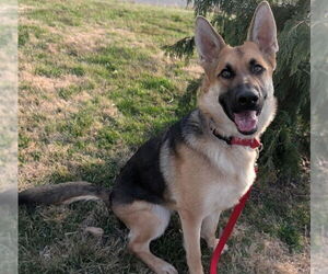 German Shepherd Dog Dogs for adoption in Kansas City, MO, USA
