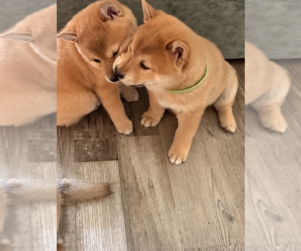 Medium Photo #21 Shiba Inu Puppy For Sale in COHUTTA, GA, USA