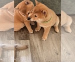 Small Photo #21 Shiba Inu Puppy For Sale in COHUTTA, GA, USA