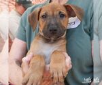 Small #1 Retriever  Mix