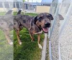 Small Photo #1  Puppy For Sale in , 