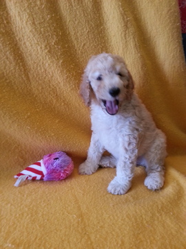 Medium Photo #1 Poodle (Standard) Puppy For Sale in JEFFERSON, OH, USA
