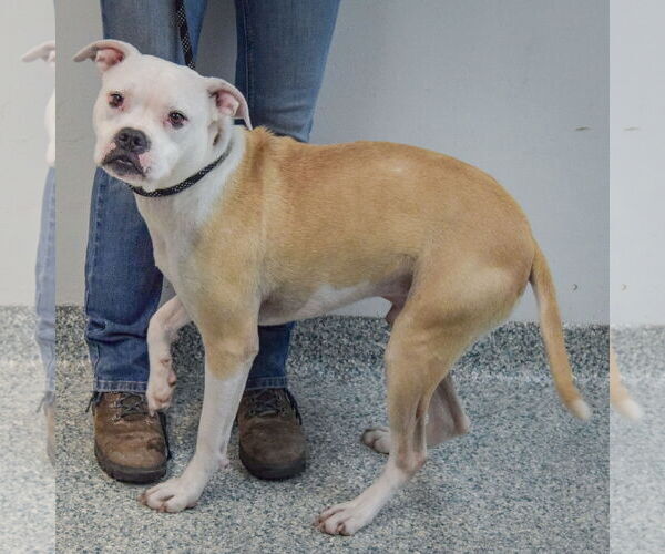 Medium Photo #2 Bulloxer Puppy For Sale in Huntley, IL, USA