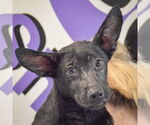 Small #4 German Shepherd Dog Mix