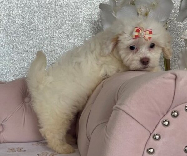 Medium Photo #3 Bichpoo Puppy For Sale in STUART, FL, USA
