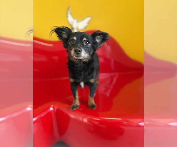 Medium Photo #3 Chion Puppy For Sale in Studio City, CA, USA