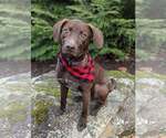 Small #1 Chocolate Labrador retriever Mix