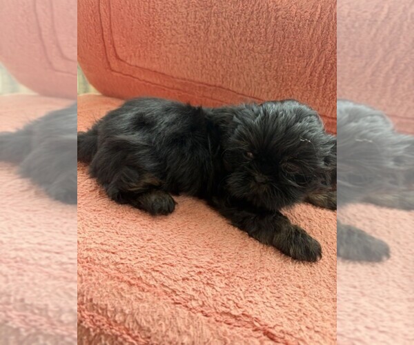 Medium Photo #2 Shih Tzu Puppy For Sale in S ZANESVILLE, OH, USA