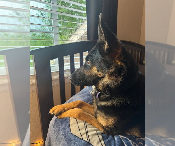 Medium Photo #5 German Shepherd Dog-Unknown Mix Puppy For Sale in Fort Collins, CO, USA