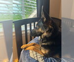 Small #4 German Shepherd Dog Mix