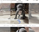 Small Photo #5 American Bully Puppy For Sale in OMAHA, NE, USA