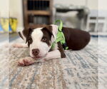 Small #1 American Pit Bull Terrier Mix