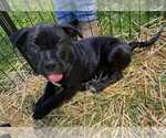 Small #1 American Pit Bull Terrier-American Staffordshire Terrier Mix