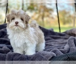 Small Photo #6 Havanese Puppy For Sale in HOUSTON, TX, USA