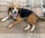 Small #8 Beagle