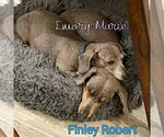Small #5 Dachshund