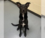 BOOKER - Male Labrador Retriever Dog for Adoption - Small photo