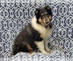 Small Photo #9 Collie Puppy For Sale in LAKELAND, FL, USA