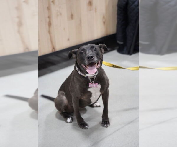 Medium Photo #9 Labrador Retriever-Unknown Mix Puppy For Sale in Boston, MA, USA