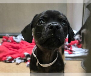 Mutt Dogs for adoption in Martinez, CA, USA