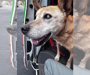 Helen (10yo, 40lbs) - Female Labrador Retriever-Unknown Mix Dog for Adoption - Photo #3