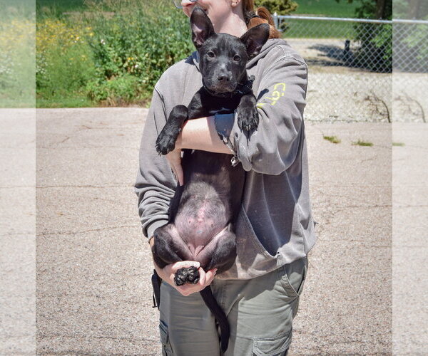 Medium Photo #4 American Staffordshire Terrier-German Shepherd Dog Mix Puppy For Sale in Huntley, IL, USA