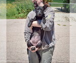 Small #3 American Staffordshire Terrier-German Shepherd Dog Mix