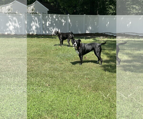 Medium Photo #5 Border Collie-Unknown Mix Puppy For Sale in Spotsylvania, VA, USA