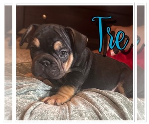 French Bulldog Puppy for sale in SPRING, TX, USA