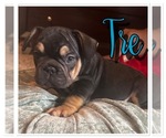 Small French Bulldog