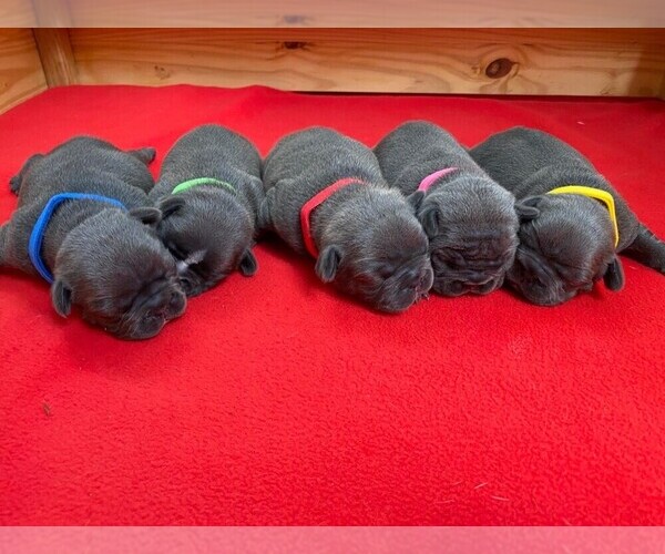 Medium Photo #1 French Bulldog Puppy For Sale in TAMPA, FL, USA