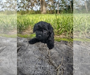 Pembroke Welsh Corgi-Poodle (Toy) Mix Puppy for sale in LEBANON, MO, USA