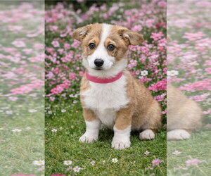 Mutt Dogs for adoption in Bon Carbo, CO, USA