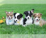 Small #3 Pembroke Welsh Corgi