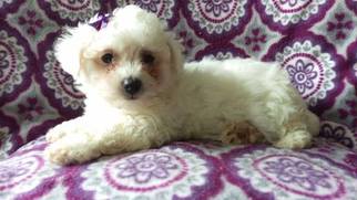 Bichon Frise Puppy for sale in QUARRYVILLE, PA, USA