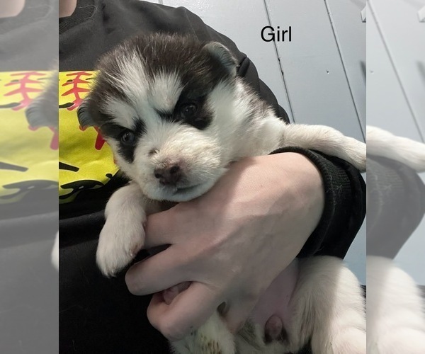 Medium Photo #4 Siberian Husky Puppy For Sale in CLARKSTON, MI, USA