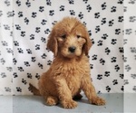 Small #1 Goldendoodle