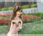 Small Photo #6 Chihuahua Puppy For Sale in HOUSTON, TX, USA