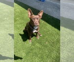 Small #1 American French Bull Terrier