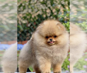 Pomeranian Puppy for sale in ROANOKE, VA, USA