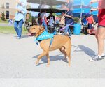 Small #4 Chinese Shar-Pei Mix