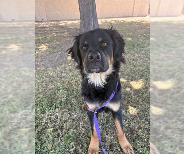 Medium Photo #2 Rottweiler-Unknown Mix Puppy For Sale in San Bernardino, CA, USA